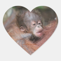New Baby Orangutan Born Wild in Rainforest Sticker