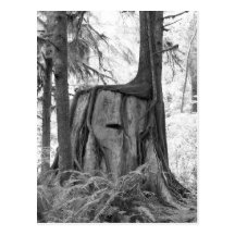 New Beginnings (b&w) Postcard