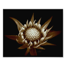 New Bloom Art Photo