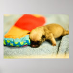 New Born Baby Pug Puppy Dog posters
