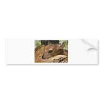 New Born Bumper Stickers
