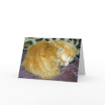 New Born Kitten Greeting Card