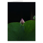 New Born Lotus cards