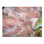 New-born Piglets Postcards