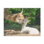New Cria Postcard