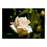 New Dawn Rose - card- can be customised