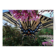 New Day Gardens Notecard- Western Swallotail Under