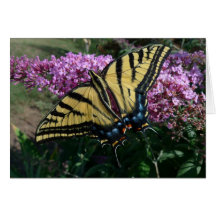 New Day Gardens Notecard- Western Swallowtail