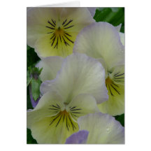 New Day Gardens Notecard-White Pansies