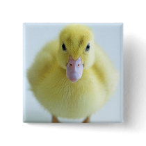 New Duckling Buttons