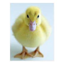 New Duckling Post Cards