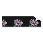 New England Aster bumper stickers