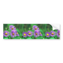 New England Aster Bumper Stickers