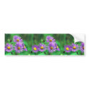 New England Aster bumper stickers