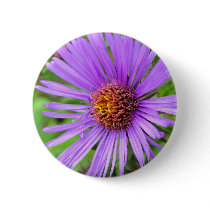 New England Aster Buttons