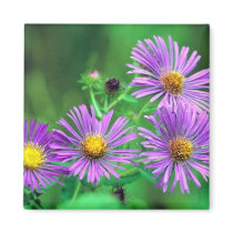 New England Aster Refrigerator Magnets
