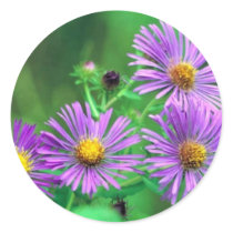 New England Aster Round Sticker