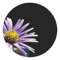 New England Aster Stickers