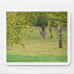New England Autumn 072 Mousepad