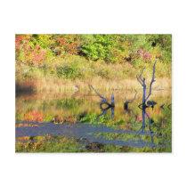 New England Autumn 081 Postcard