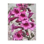 new flowers in pink post cards