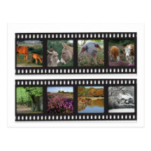 New Forest filmstrip postcard