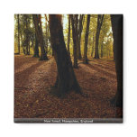 New forest, Hampshire, England Fridge Magnets