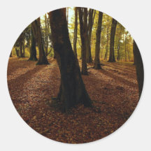 New forest, Hampshire, England Round Sticker