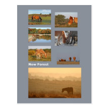 New Forest ponies postcard