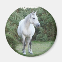 new forest pony fridge magnets