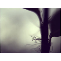 New growth post cards