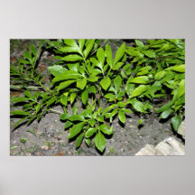 New Growth Poster