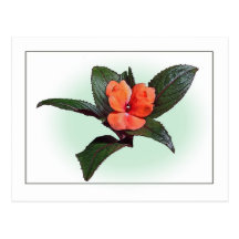 New Guinea Impatiens Botanical Sketch Postcard