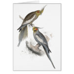 New Holland Parrakeet by Edward Lear cards