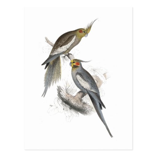New Holland Parrakeet by Edward Lear Post Card