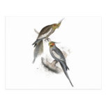 New Holland Parrakeet by Edward Lear Post Cards