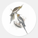 New Holland Parrakeet by Edward Lear Sticker