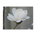 New Magnolia Centennial postcards