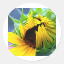 New Mexico Sunflower Sticker