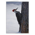 New Pilieated Woodpecker cards
