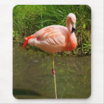 New Pink Flamingo Custom Photograph Mousepad