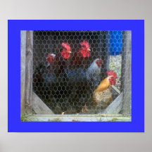 New Roosters in the Coop Posters