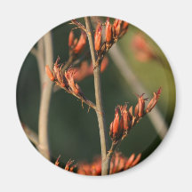 New Zealand flax flowers Magnets