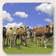 New Zealand, North Island, Auckland Drink Coaster