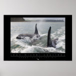 New Zealand Orca Poster posters