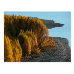New Zealand -Sander-koot- Postcards