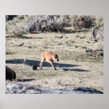 Newborn Bison Poster