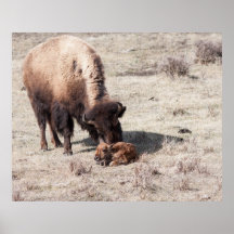Newborn Bison Posters