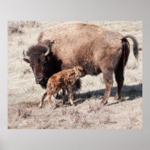 Newborn Bison Posters