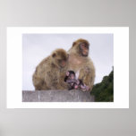 Newborn posters